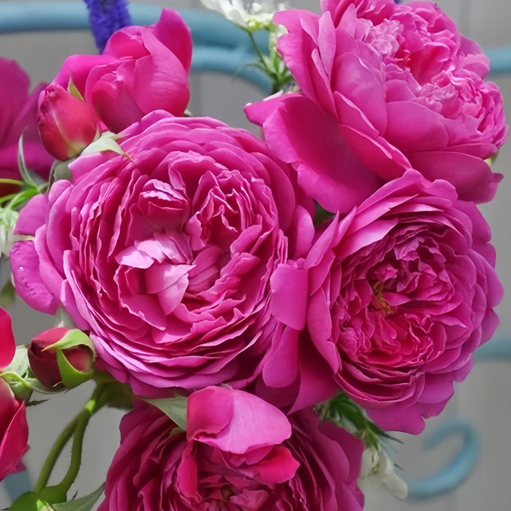 Cartonnage Rose Plant|法式布盒 image 7