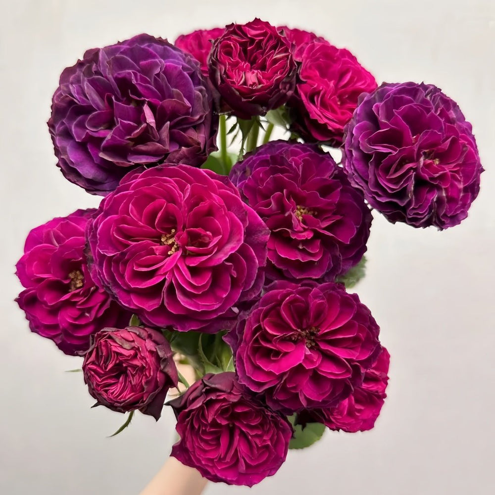 Hiraku Rose Plant｜蓝莓戒指 image 5