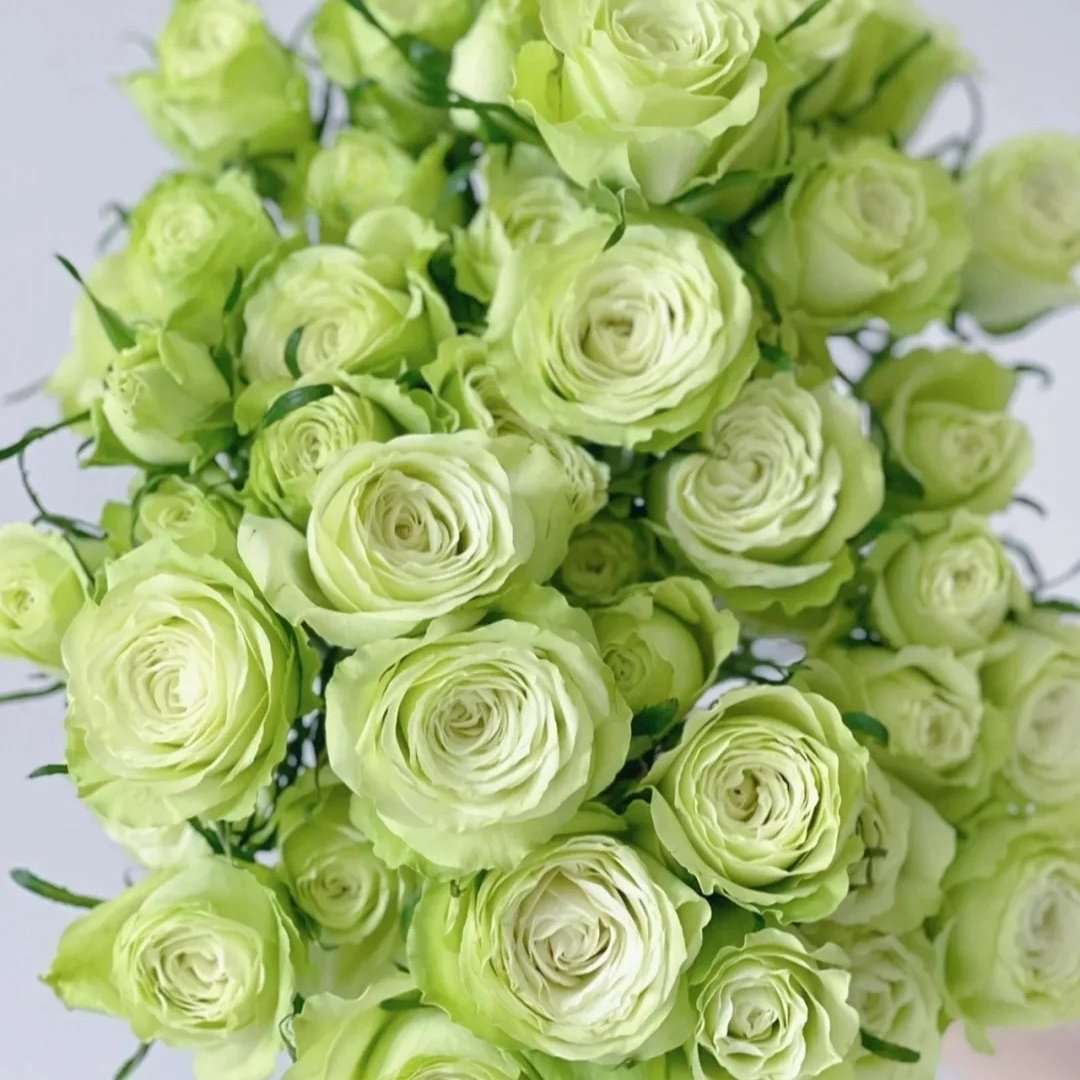 Mint Tea Rose Plant | 薄荷茶 image 5