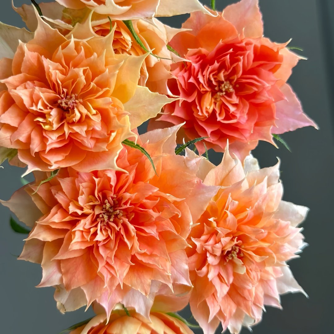 Lanterne Citrouille Rose Plant｜南瓜灯笼 image 7