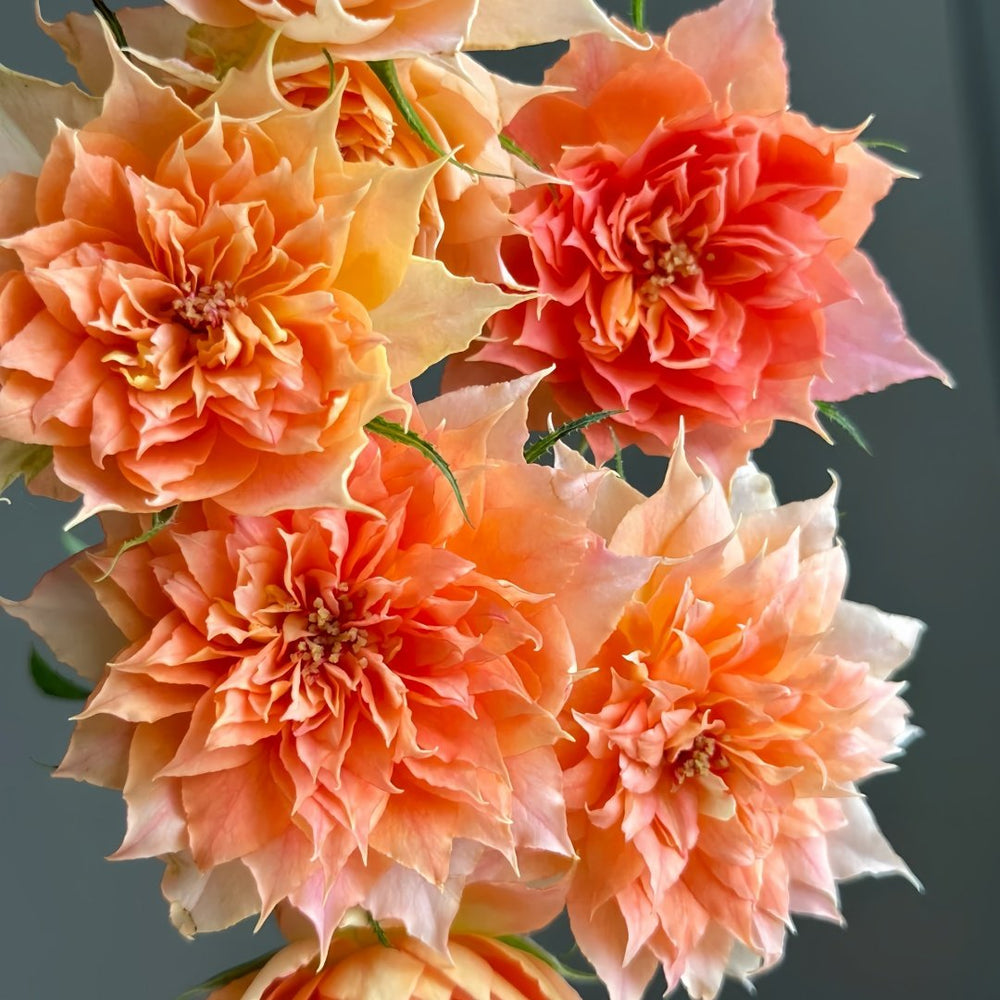 Lanterne Citrouille Rose Plant｜南瓜灯笼 image 7