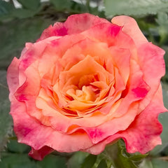 Country Aquarelle Rose Plant｜乡村水彩画 image 2