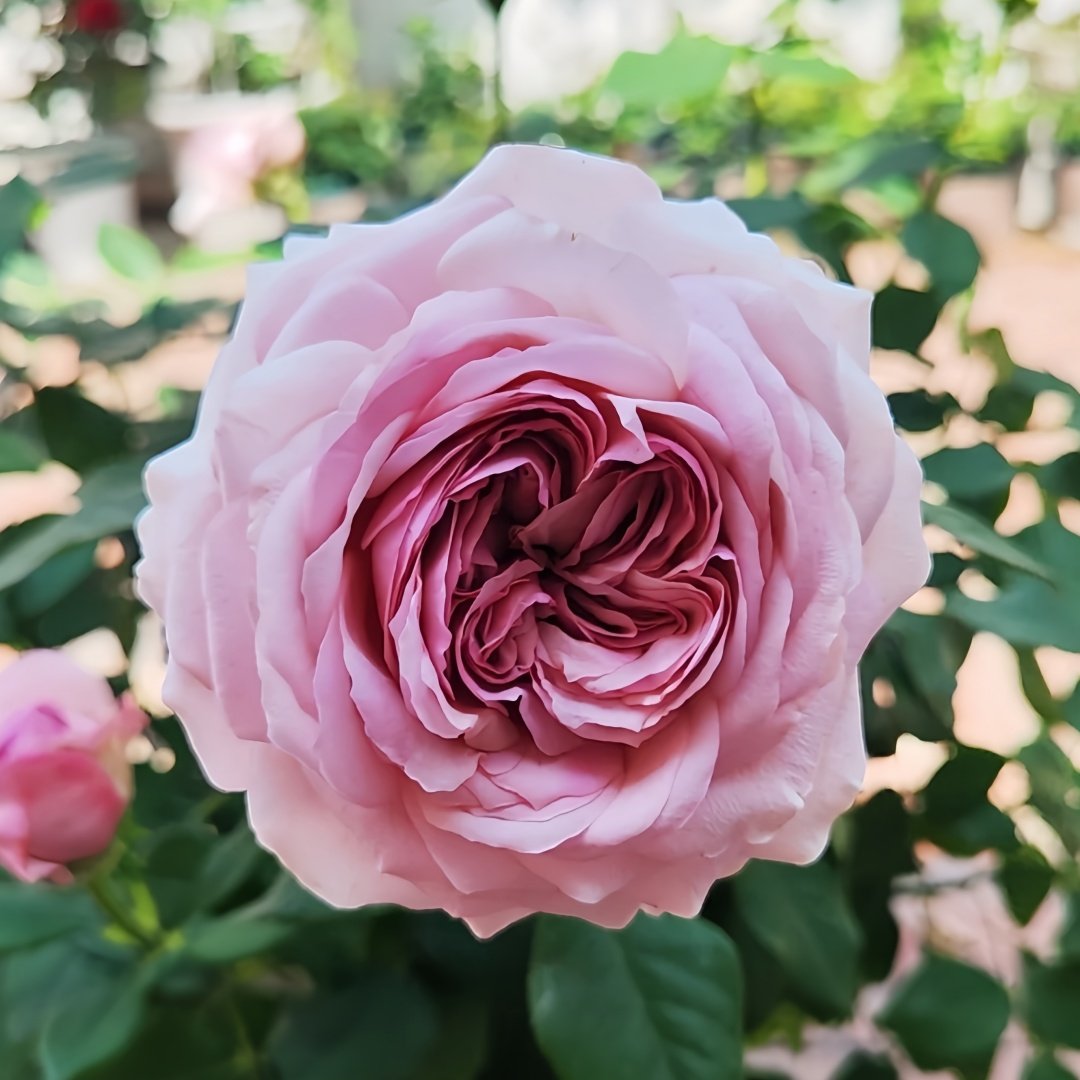 The Pride Rose Plant|尼普荣耀 image 0