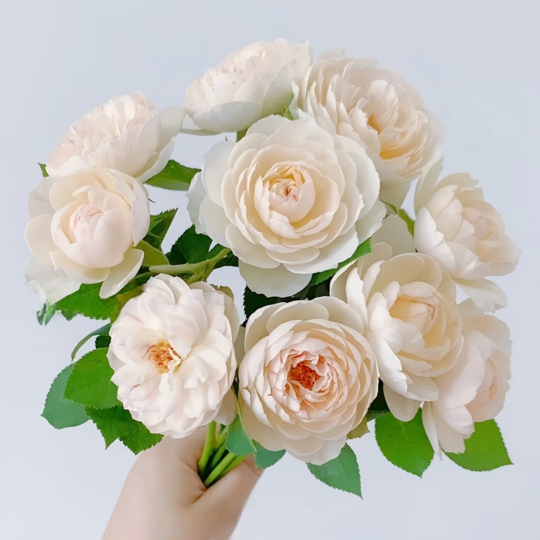 Lapin Rose Plant|小兔子 image 0