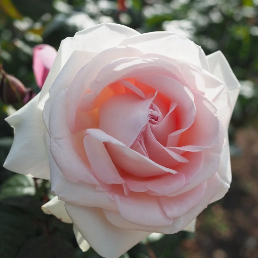 Prince Jardinier Rose Plant|园艺王子 image 4