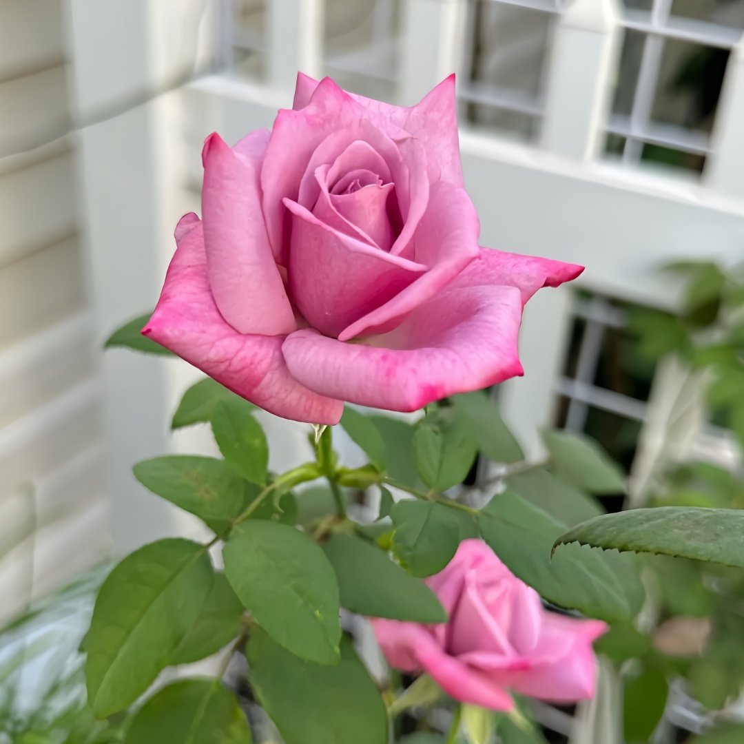 Moody Blues Rose Plant｜忧郁蓝调 image 5
