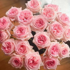 Pink O‘Hara Rose Plant|粉荔枝 image 0