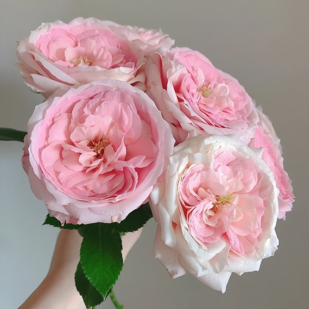 Bella Linda Kiss Rose Plant｜亲吻琳达 image 2
