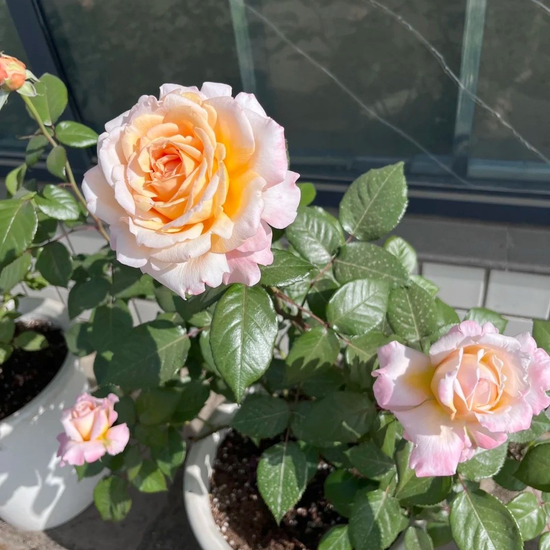 Grossherzogin Luise Rose Plant|大公夫人 image 2
