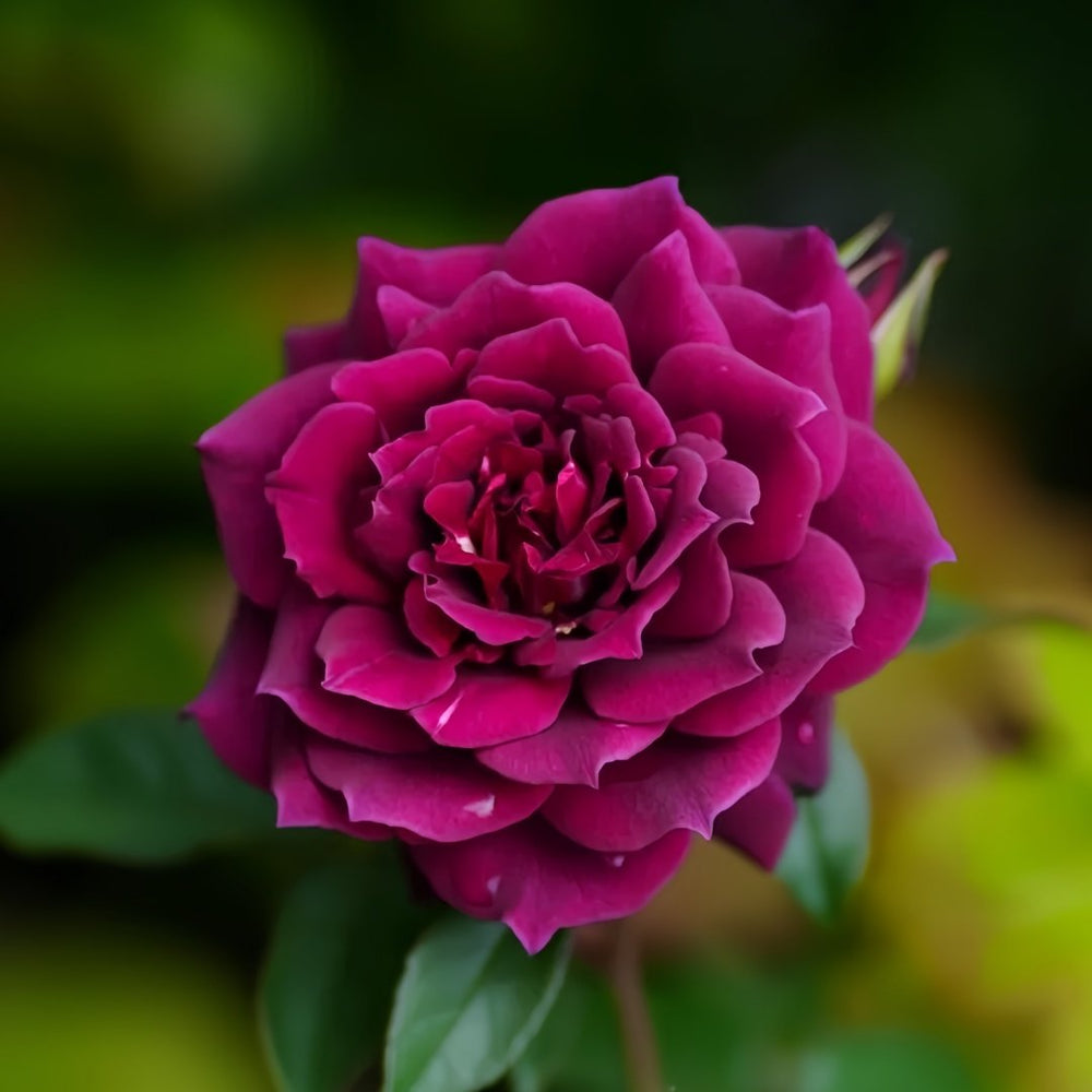 Laylah Rose Plant|黑夜莱拉 image 1
