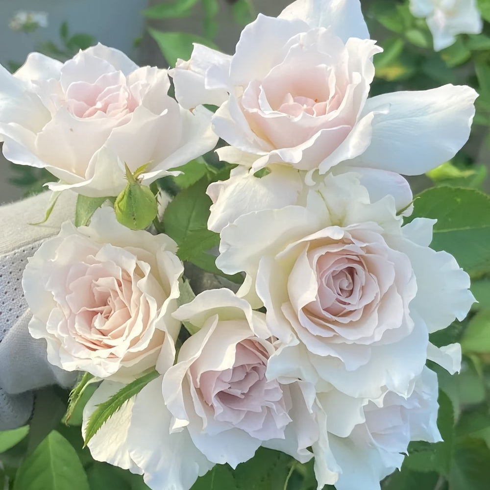 Saphiret Rose Plant | 莎菲天使 image 3
