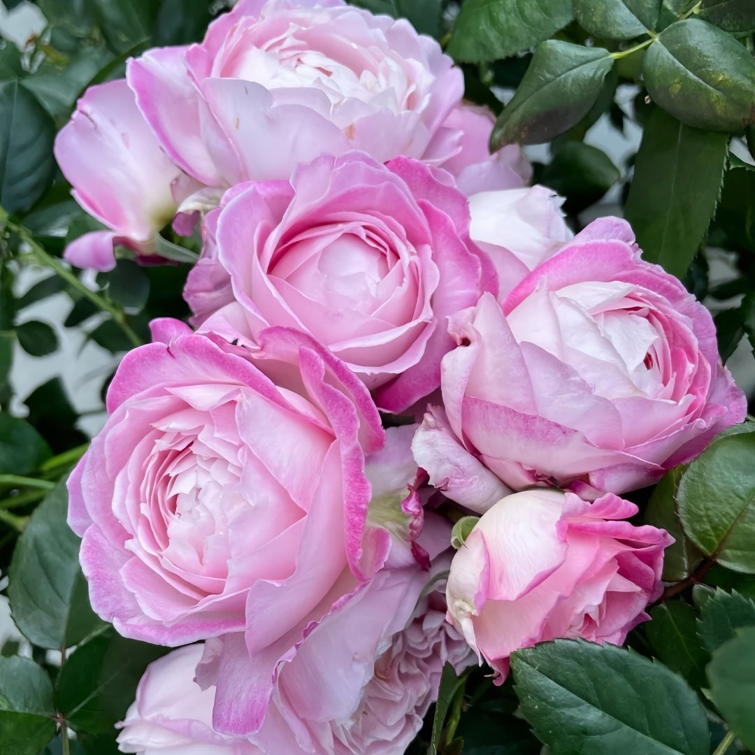 Xingyuan Xueqing Rose Plant | 杏苑雪晴 image 6