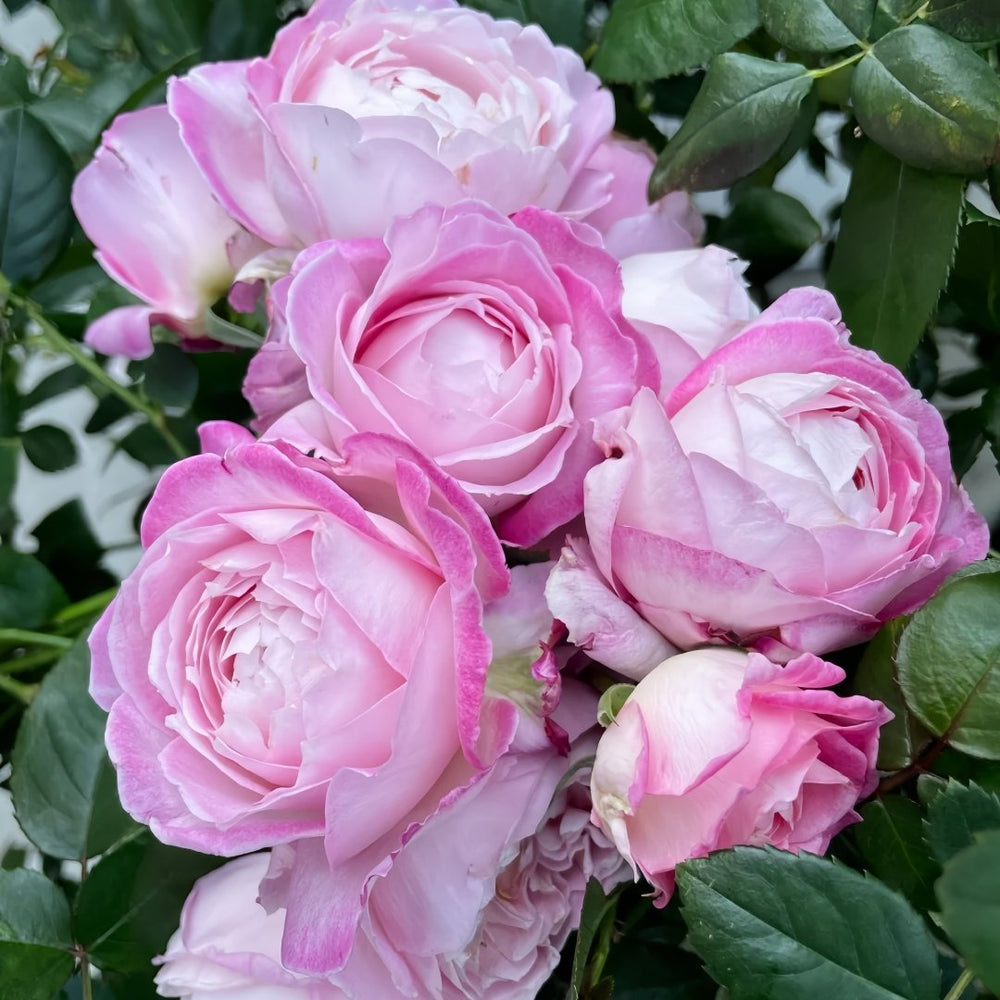 Xingyuan Xueqing Rose Plant | 杏苑雪晴 image 6