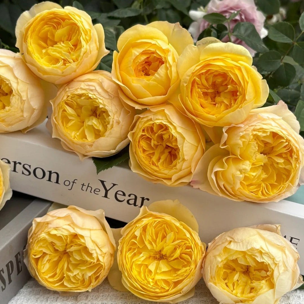 Bird Chirp Rose Plant|雀啾 image 7