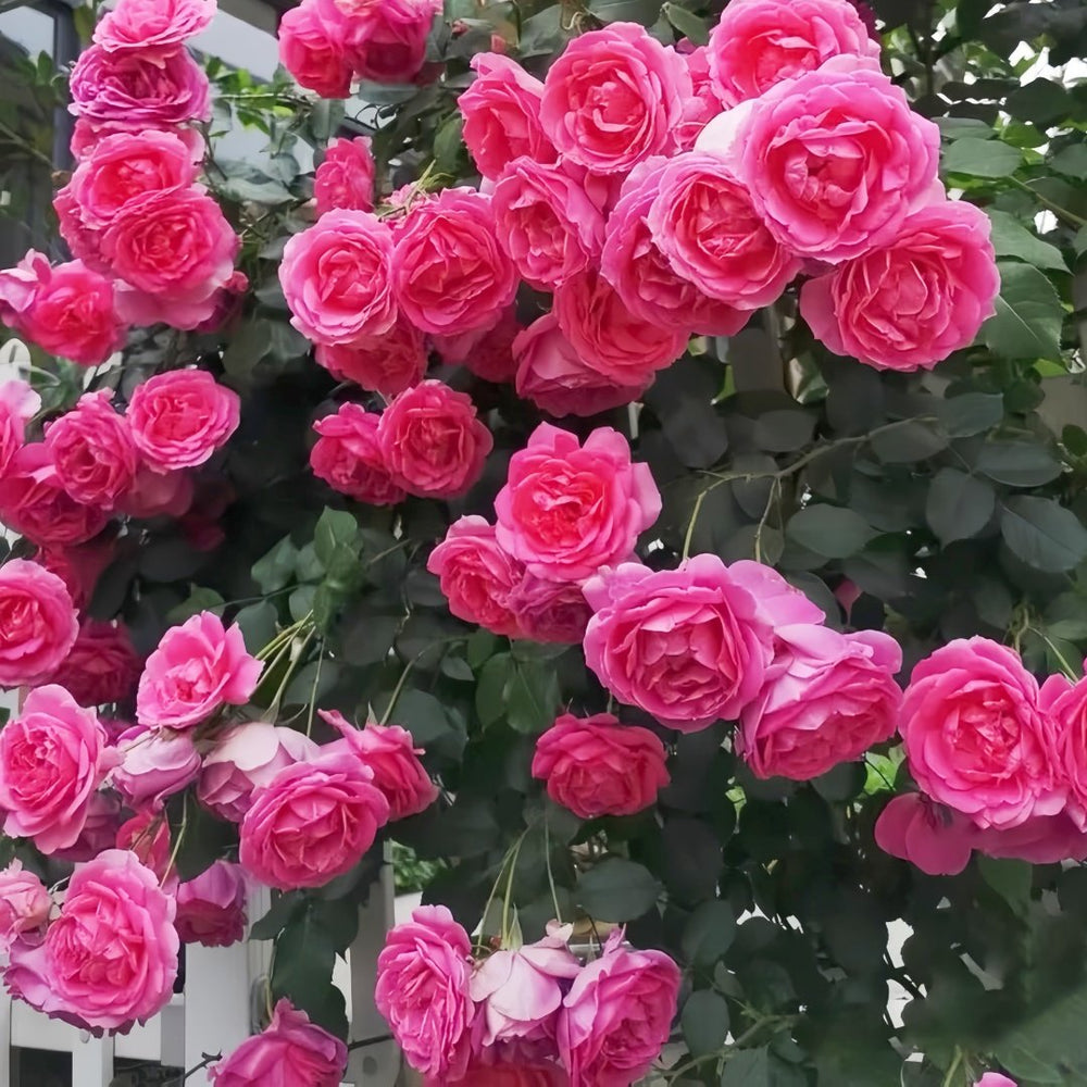 Parade Rose Plant｜大游行 image 5