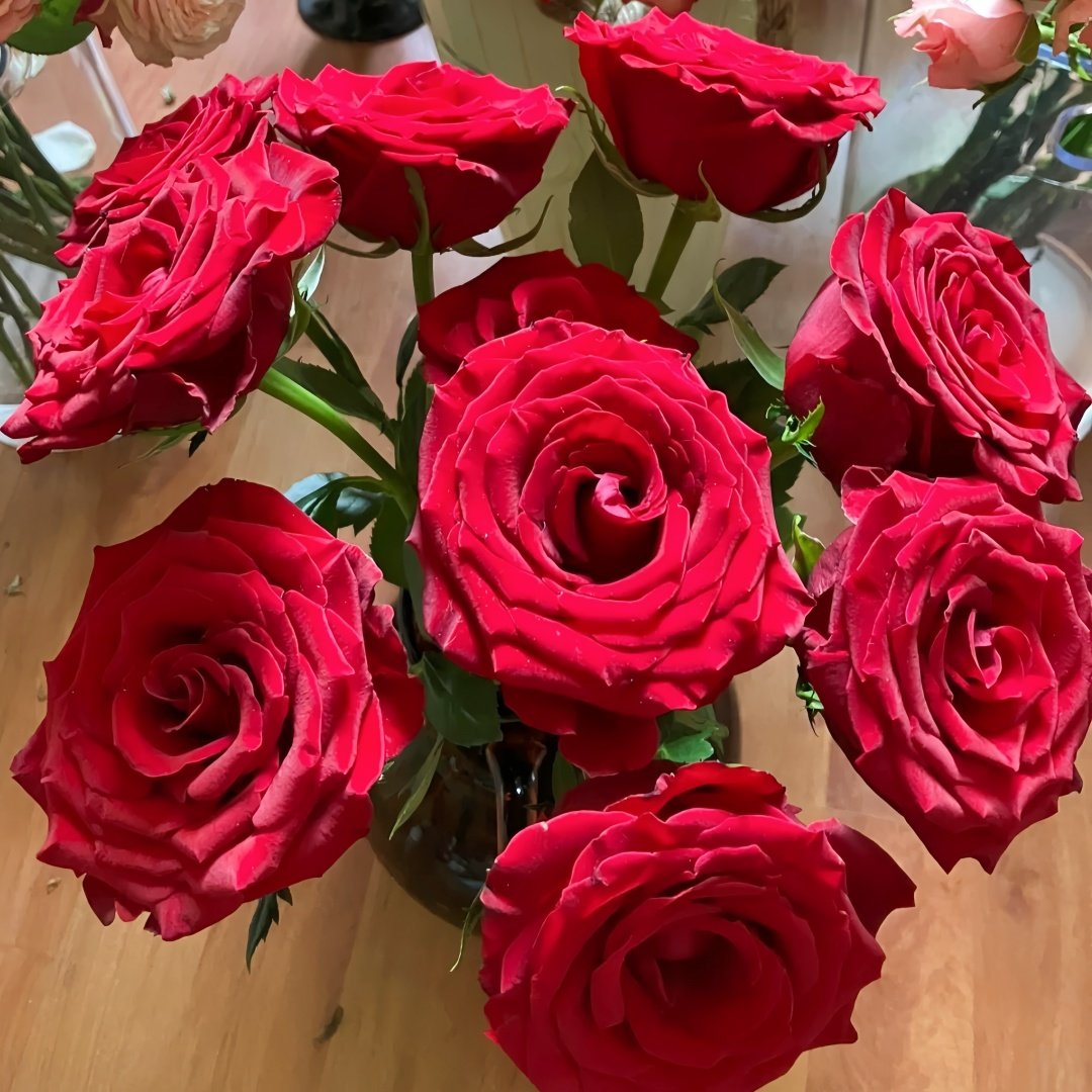 Bloody Rose Plant|布拉迪 image 3