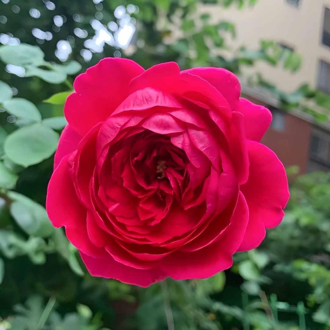 Pas de deux Rose Plant|双人芭蕾 image 5