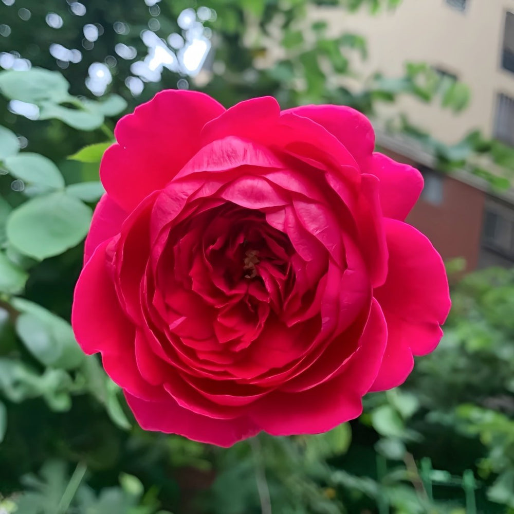 Pas de deux Rose Plant|双人芭蕾 image 5