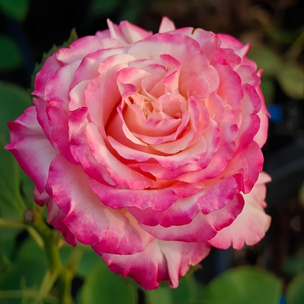 Memphis Rose Plant|梦菲斯 image 4