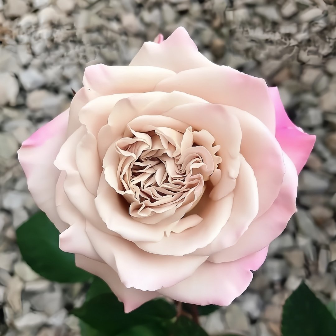 Westminster Abbey Rose Plant｜威斯敏特大教堂 image 0