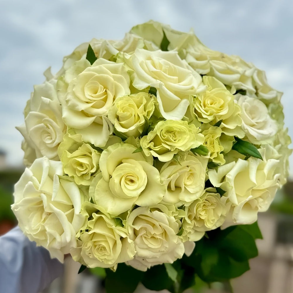Moonstone Rose Plant|月光石 image 5