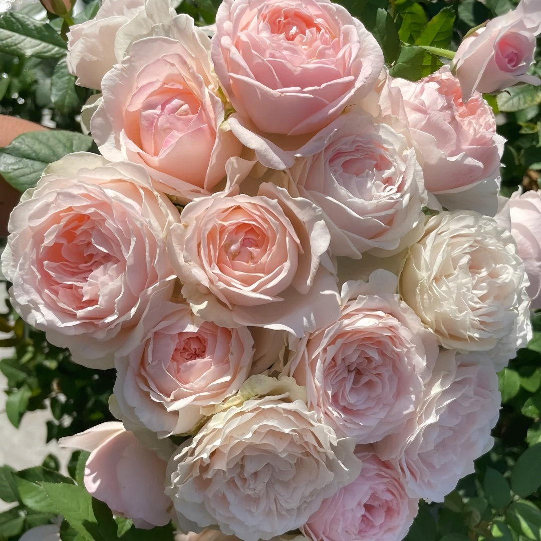 M-nostalgic romance Rose Plant|怀旧浪漫 image 5