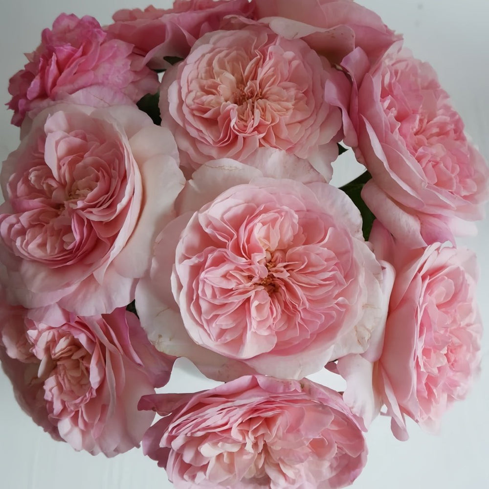 Pink Fragrance Rose Plant|五号香水/粉色香水 image 1