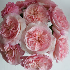 Pink Fragrance Rose Plant|五号香水/粉色香水 image 1