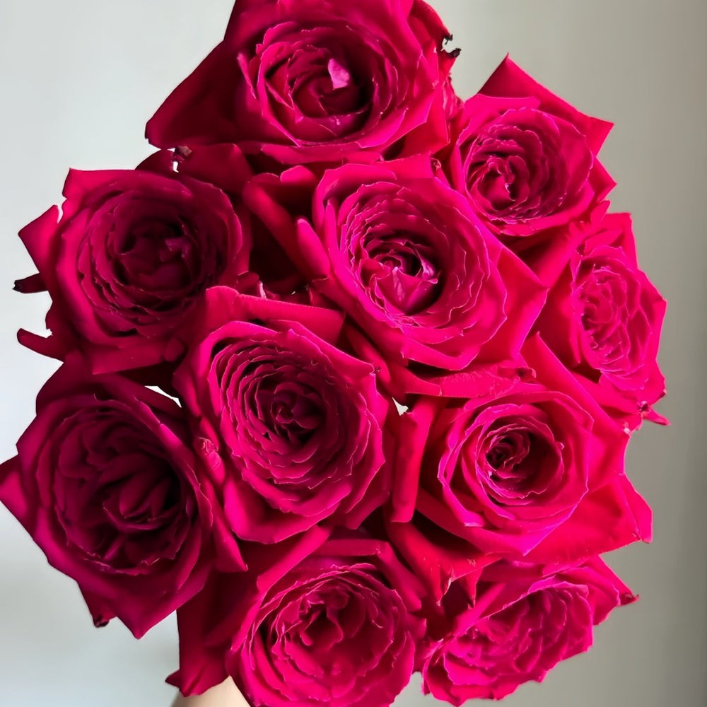 Botero Rose Plant|恩典女士 image 8