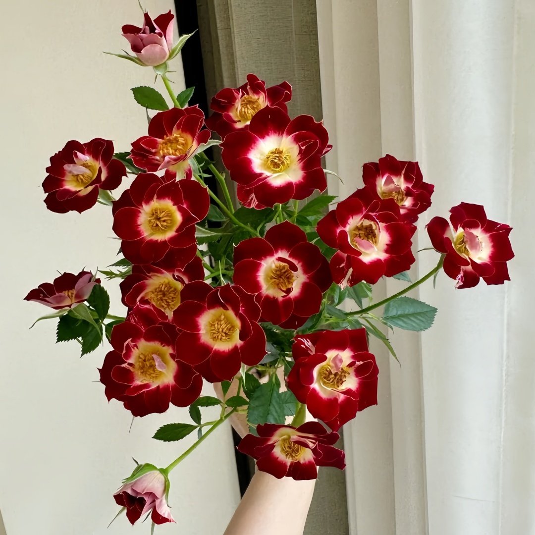 Little Artist Rose Plant|小画家 image 0