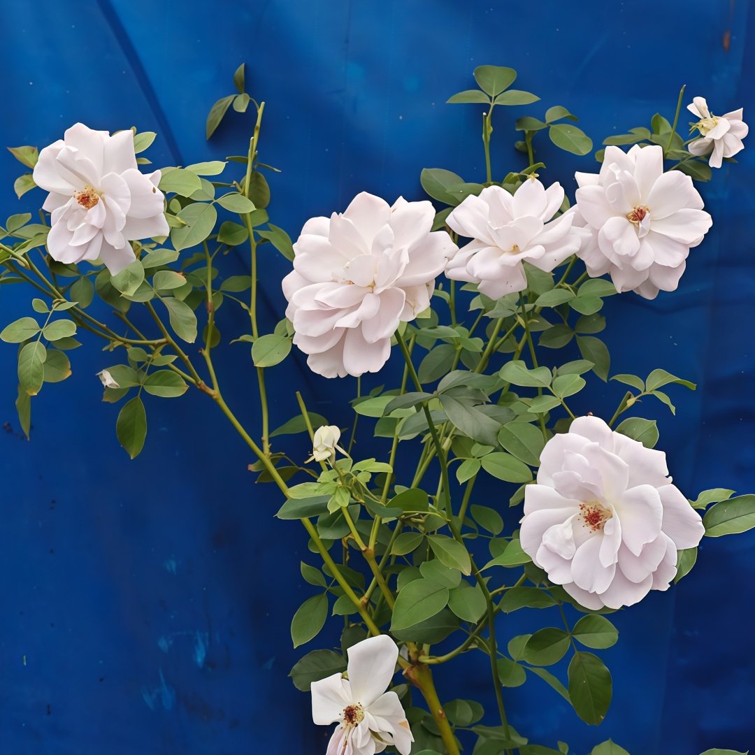 Porte Bleue Rose Plant|蓝色之门 image 8