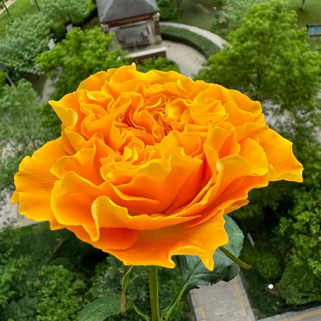 Orange Reeva Rose Plant|橙色风暴 image 4