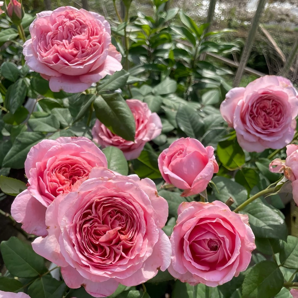 Anne-sophie Pic Rose Plant|安索菲比克 image 9