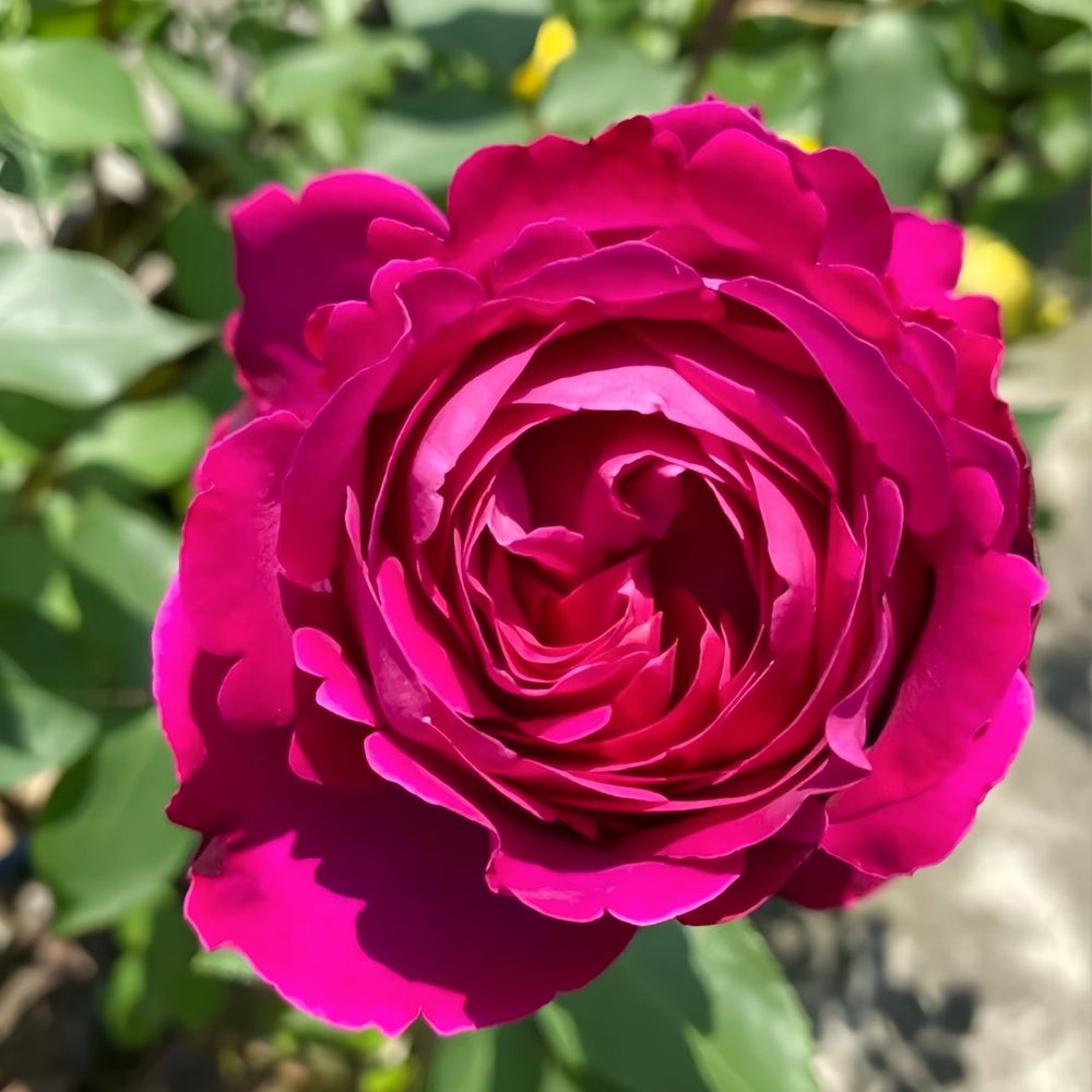 Scent Garden Rose Plant｜伊芙芳香花园 image 3