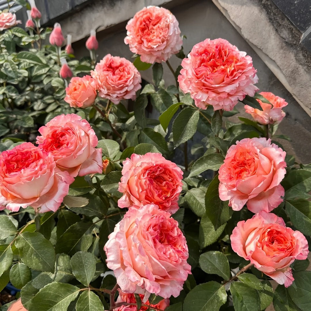 Special Song Rose Plant｜特别情歌 image 9