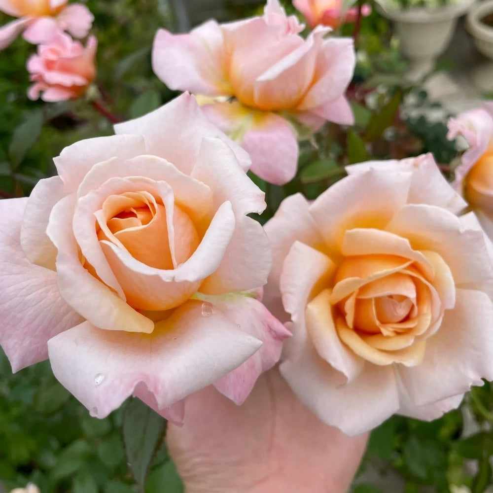Grossherzogin Luise Rose Plant|大公夫人 image 7