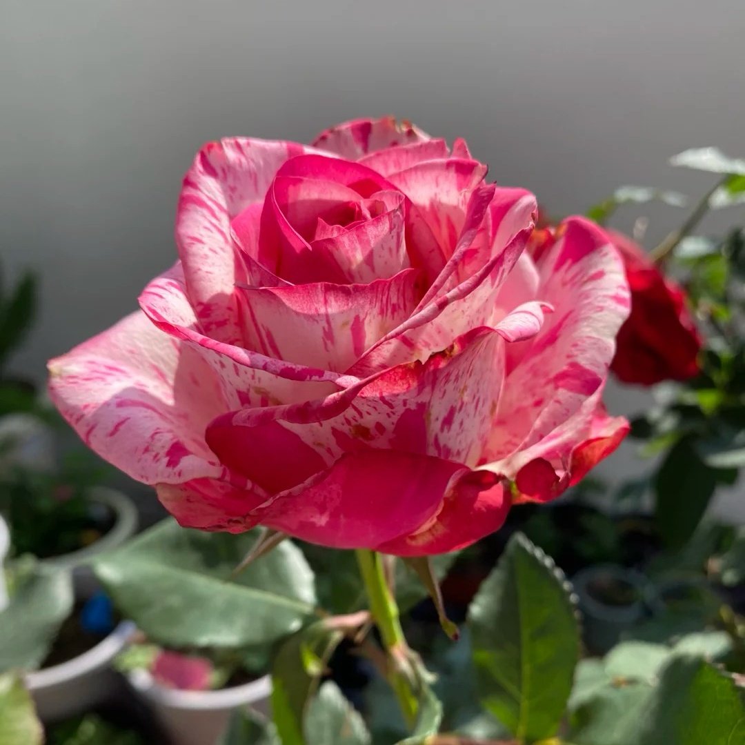 Magic Times Rose Plant|魔法时间 image 5