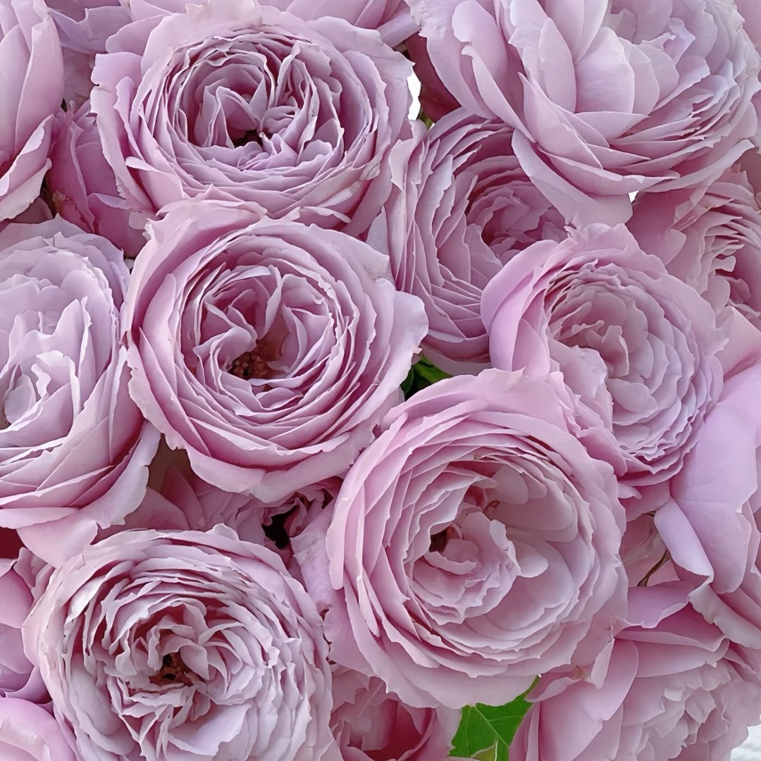 Roselyne Rose Plant｜罗斯丽娜 image 6