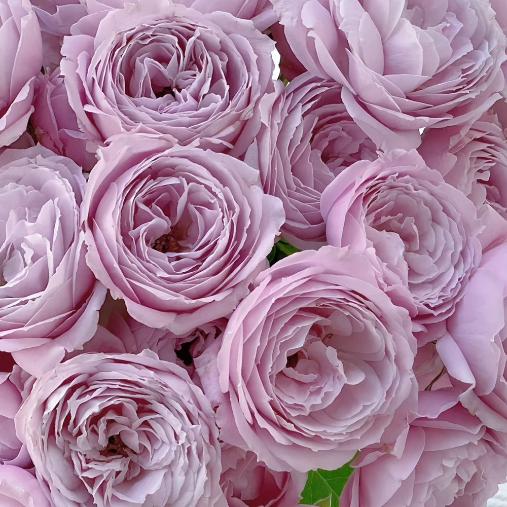 Roselyne Rose Plant｜罗斯丽娜 image 6