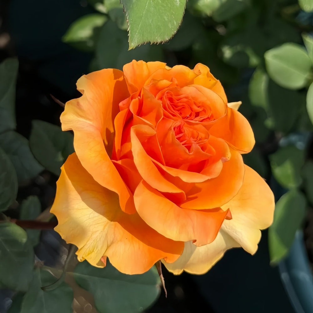 Mighty Rose Plant|甜橙 image 4
