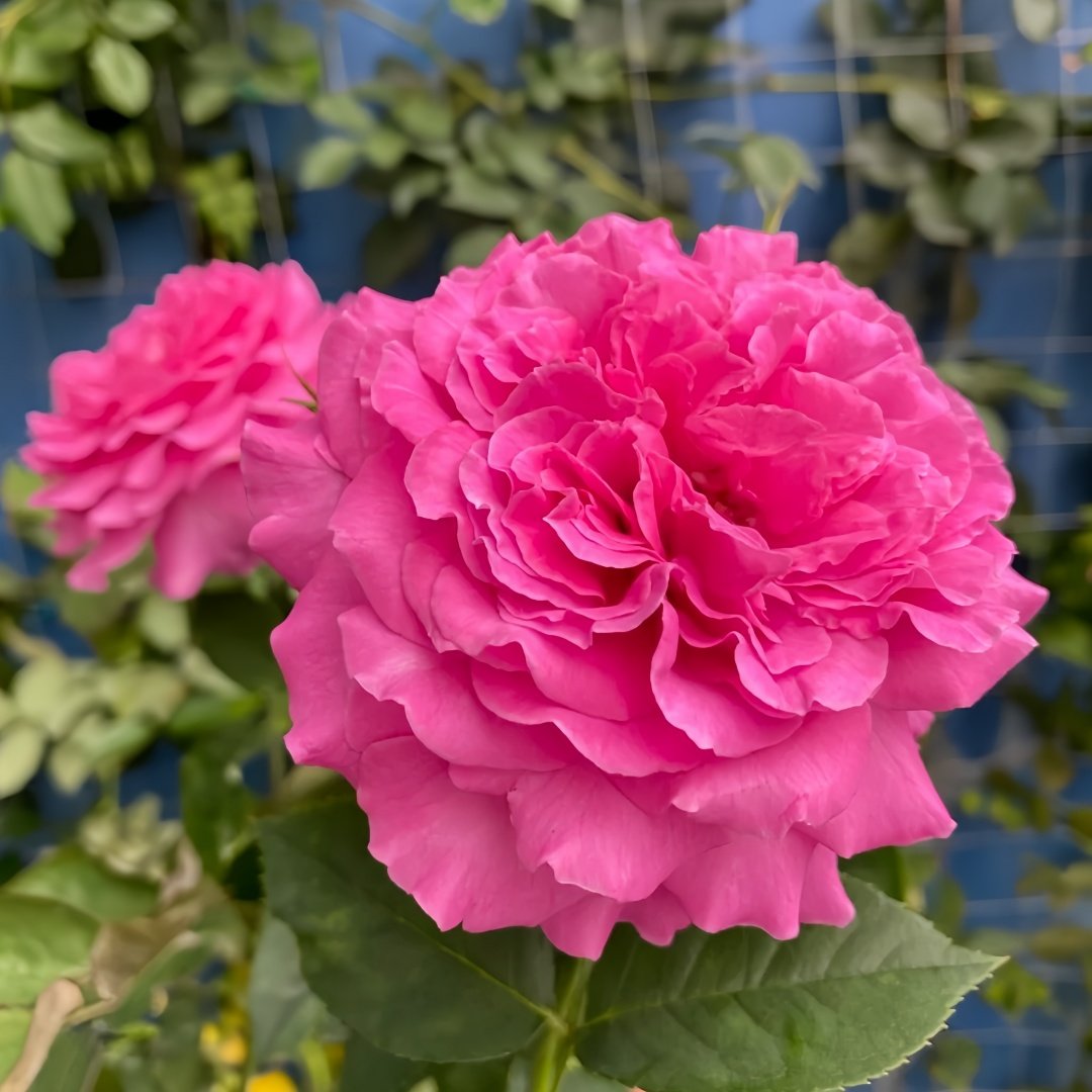 Sapphire Rose Plant|伊芙蓝宝石 image 4