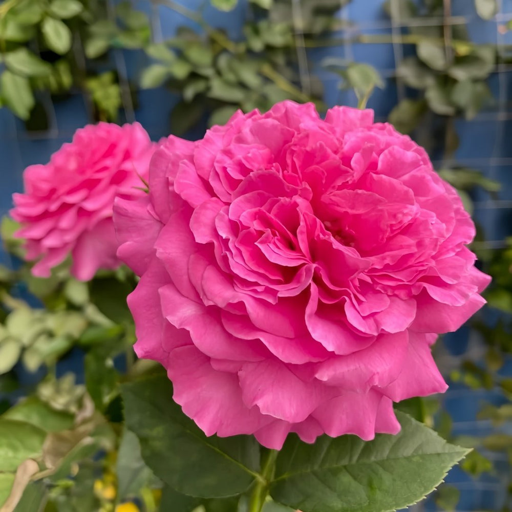Sapphire Rose Plant|伊芙蓝宝石 image 4