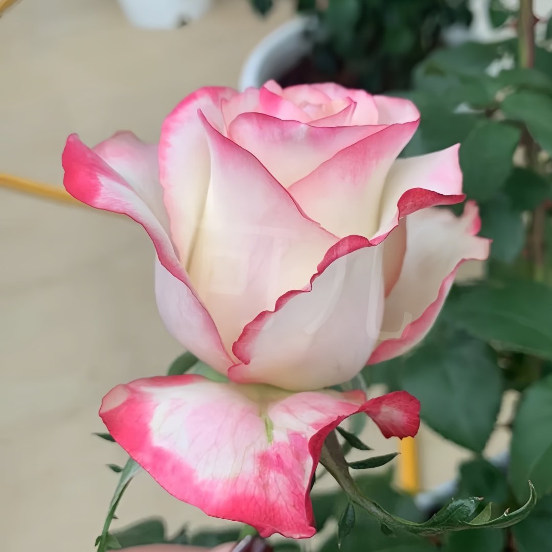 Sweet Berry Rose Plant｜二重奏 image 5