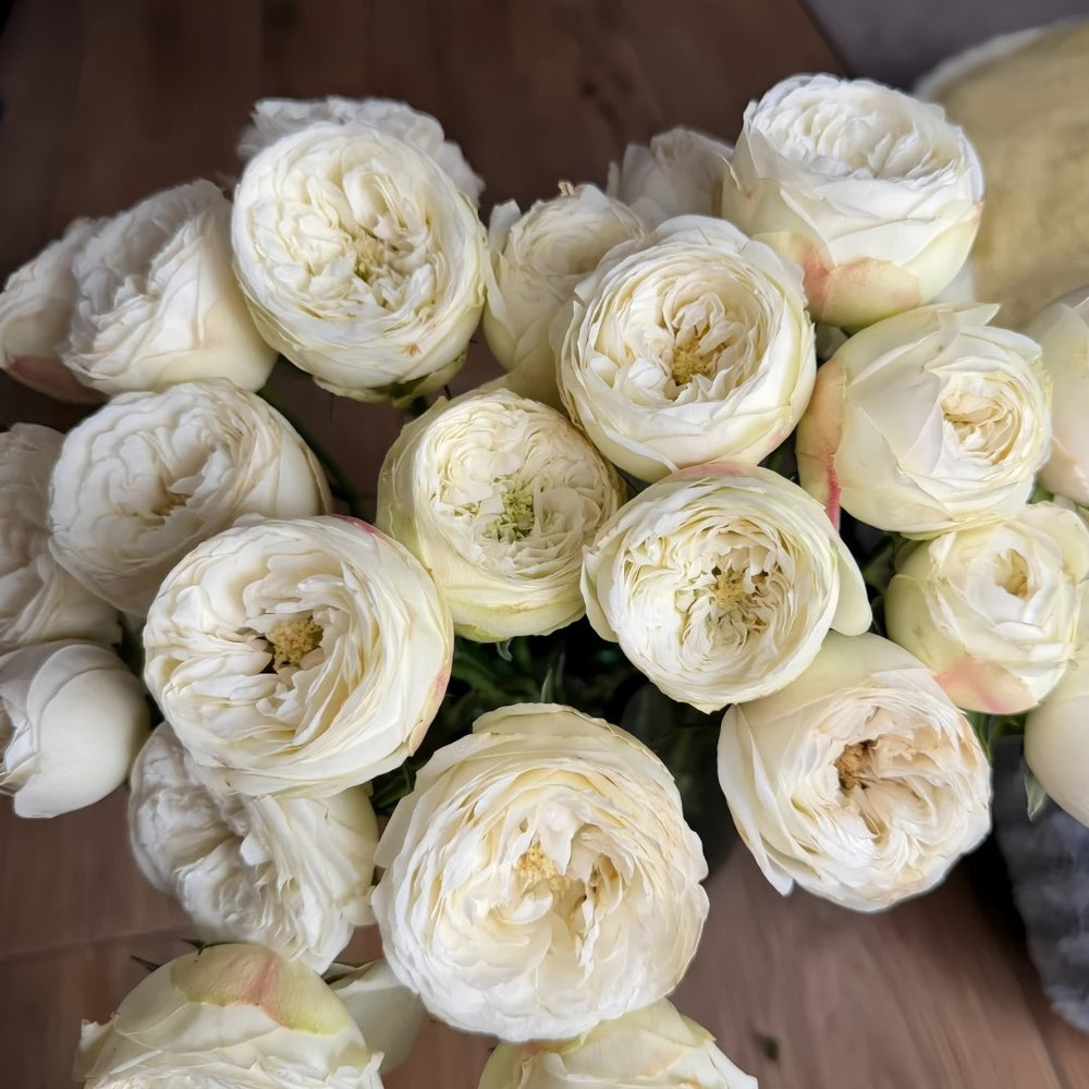 Mansfield White Park Rose Plant|曼斯菲尔德白色庄园 image 4