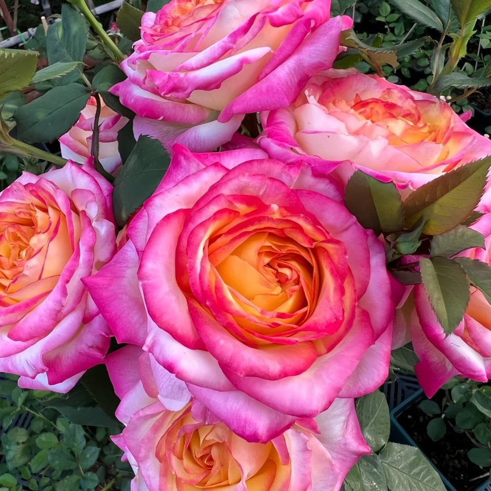 Pop Star Rose Plant|流行歌星 image 2