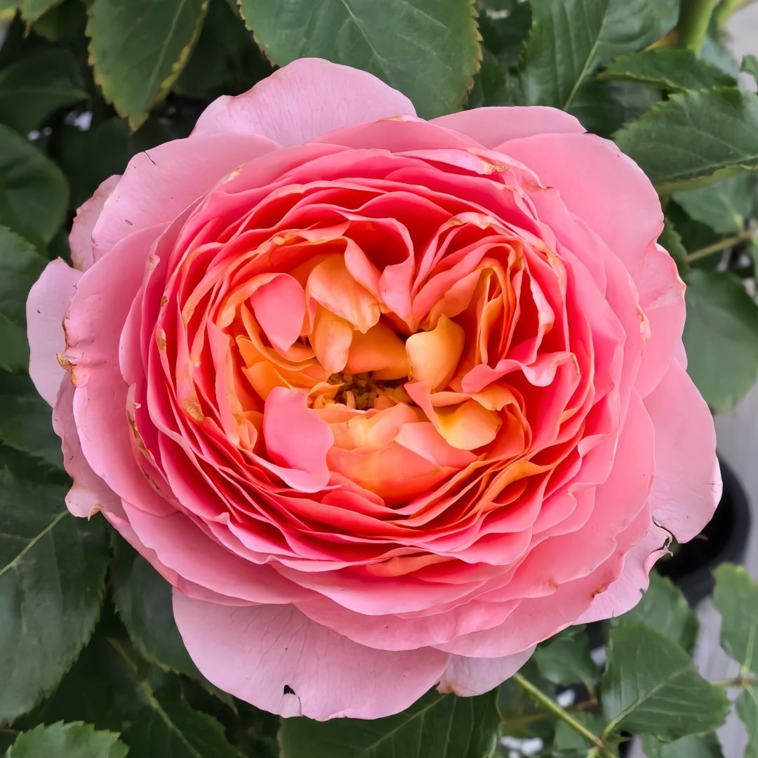 JinYan Rose Plant | 锦嫣 image 1
