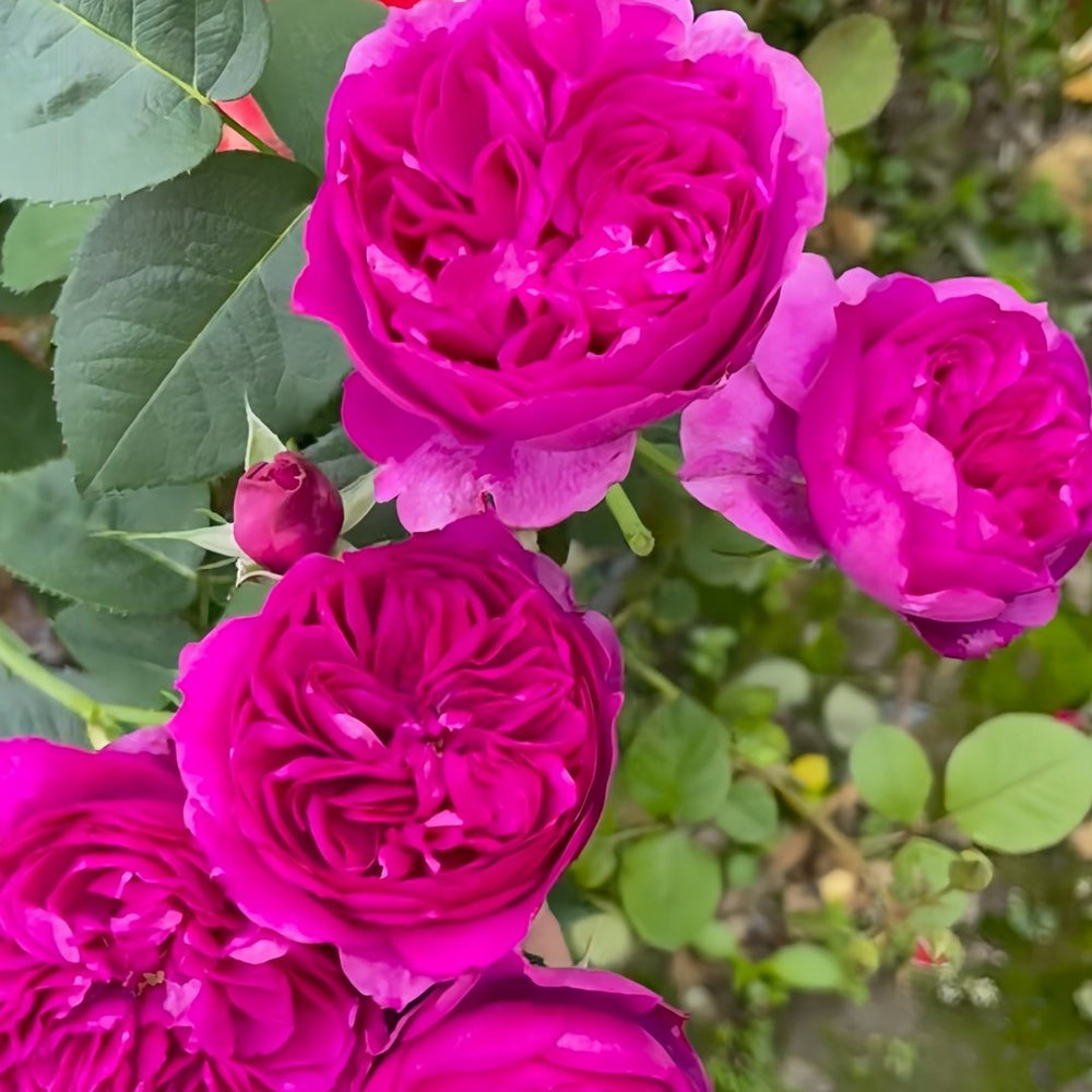 Cixuan Rose Plant|慈萱 image 6