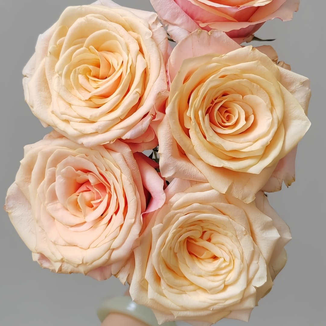 Gran Donna Rose Plant|格兰夫人 image 6
