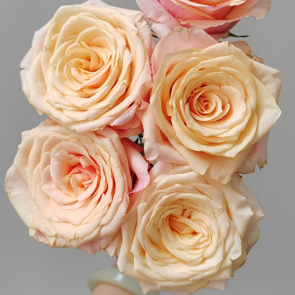 Gran Donna Rose Plant|格兰夫人 image 6