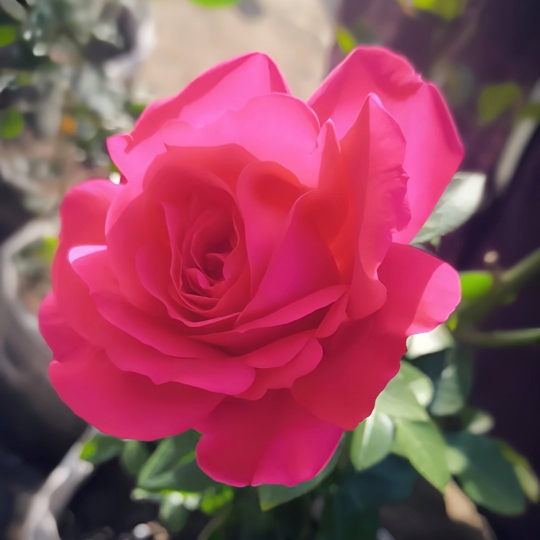 Velasquez Rose Plant｜委拉斯凯兹 image 4